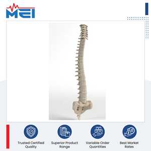 Modèle anatomique de colonne vertébrale humaine de 85 cm de hauteur, qualité supérieure, pour usage professionnel en faculté de médecine, à vendre - Product Image 2