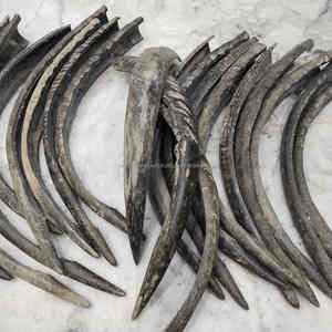 Cuerno de búfalo natural de 24-27 pulgadas, pulido a mano, ecológico, pieza decorativa al mejor precio - Product Image 4
