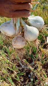 Semences d'<span class=keywords><strong>oignon</strong></span> biologiques FB-SWEAT Research, fraîches et à pollinisation libre, Farson Biotech Pvt Ltd - Product Image 2