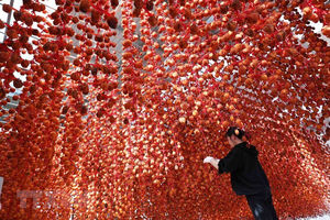 Kakis Séchés Au Soleil Fournisseur Produit Vietnamien De Haute Qualité - Product Image 5