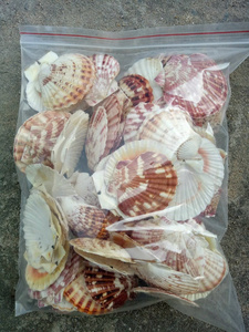 DISPONIBLES | Kit de matériaux pour micro-paysages en coquillages marins pour la décoration de fêtes et les projets de bricolage – Vietnam - Product Image 3