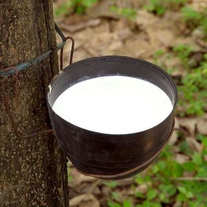 Látex con 60% de contenido de caucho seco LA/MA/HA directamente de fábrica en Vietnam - Product Image 1