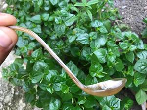 Cucharas de Miel de Cuerno de Búfalo Natural para Café, Té, Vino, Uso en Fiestas, Juego de Cucharas Hechas a Mano para Cocina - Product Image 5