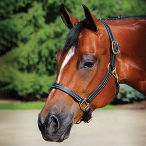 Custom Padded Genuine Leather Luxury High Rise Horse Halter Adjustable Durable <b>Equestrian</b> Headcollar OEM Accepted - Product Image 4