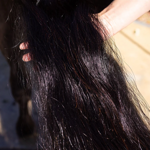 Nuevo Material 2026, Crines de Caballo Reales de 34"-35" en Todos los Colores y Crines de Caballo de 6-25 Pulgadas - Product Image 1