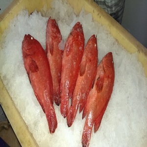 Prix d'usine, vente chaude : Nouveau poisson de bar rouge congelé, compétitif, frais/congélate, pour restaurants et marchés de fruits de mer - Product Image 1