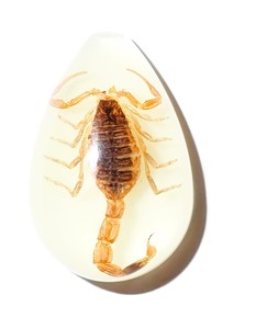 Golden Scorpion Real Specimen Plastic Cabochon Pear Shape Cut <b>Top</b> 33x22 mm Glow Flat Bottom for Crafts and Jewelry Making - Product Image 1