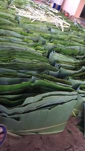 Feuilles de bananier congelées du Vietnam, emballées en sachet, pour emballage alimentaire et cuisson au four, qualité supérieure, meilleur prix. - Product Image 6