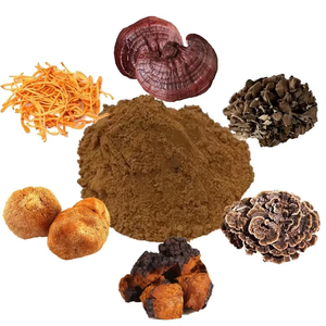 Approvisionnement en gros de poudre de champignon crinière de lion 100 % pure pour smoothies, café et thé – Poudre naturelle de crinière de lion qui améliore la mémoire et la concentration - Product Image 1