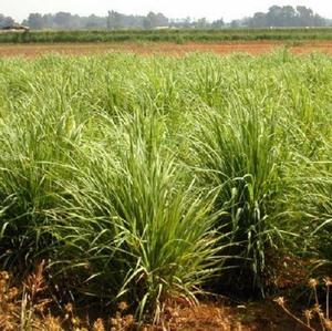 Aceite de Aromaterapia Fresco de Hierba Limón (LG-001) Van Aroma - Product Image 2