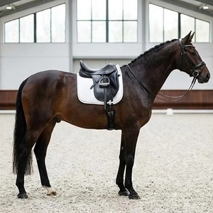 Silla de montar de cuero genuino para entrenamiento y práctica de equitación, en oferta, proveedor indio - Product Image 5