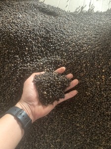 Pimienta Negra Cruda Seca de Alta Calidad de Vietnam 500 G/L Limpia OEM Para Fabricantes de Ingredientes Alimenticios, Mayoristas y Minoristas - Product Image 2