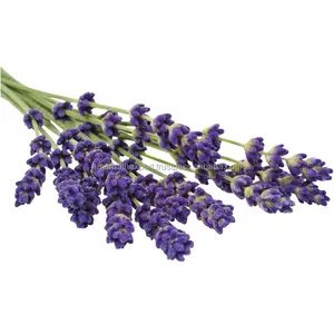 Lavender Essential Oil High Quality Aromatic Oil for Aromatherapy and Wellness Lavender Body Oil