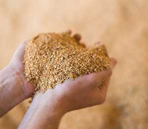 Farine de soja fermentée à sec KNG 3-5mm Jaune naturel 25kg 50kg 600kg Alimentation animale pour bovins, porcs, volailles, moutons, chèvres - Product Image 4