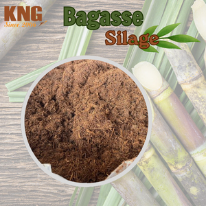 Alimento fermentado de bagazo de caña de azúcar KNG para ganado, vacas lecheras, búfalos, cabras y ovejas, natural, rico en fibra y ecológico. - Product Image 6