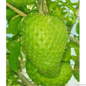 ทุเรียนเทศ (กราวิโอลา) สดจากเวียดนาม – ผลไม้เมืองร้อนคุณภาพพรีเมียมสำหรับส่งออก // คุณทอม - Product Image 6