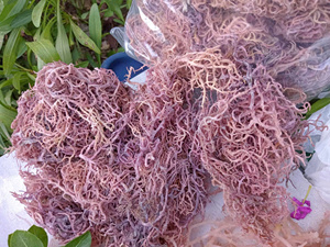 Mousse de mer violette de qualité supérieure – 100 % naturelle et séchée - Product Image 4