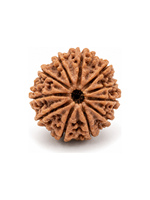 Rudraksha naturelle 9 Mukhi plaquée or 18 carats, originale du Népal, perle de méditation spirituelle unique, qualité de collection rare, bijou Rudra