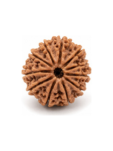 Rudraksha Natural de 9 Mukhi, Chapado en Oro de 18K, Color Marrón, Origen Nepal, Cuentas Individuales para Meditación Espiritual, Joyería Rudra de Grado Coleccionista - Product Image 1