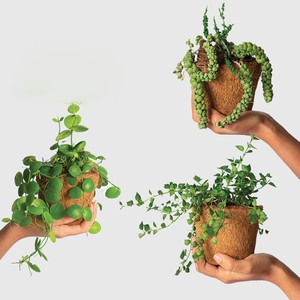 Natural coco fiber pots eco friendly gardening <b>plant</b> nursery pot coconut fiber seedling <b>baskets</b> - Product Image 4