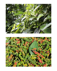 Pimienta verde seca 100% pura, grado A, certificada HALAL/HACCP, 25 kg/bolsa, para marinar carne y platos. - Product Image 6