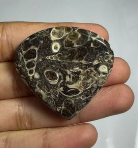 Cabujón de ágata Turritella en forma de corazón, mineral pulido para la fabricación de joyas - Product Image 5