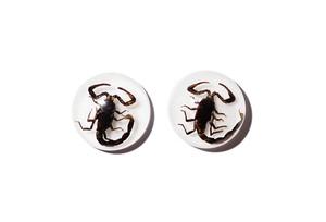Cabujón de Plástico con Espécimen Real de Escorpión Negro, Redondo de 13x13 mm, Base Plana Blanca para Manualidades y Joyería - Product Image 6