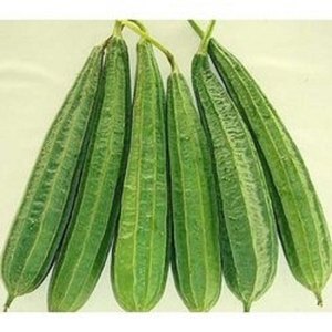 Cradle of Life Ridge Guard Seeds for Farming-High-Yield Green Vegetables Seeds - Product Image 1