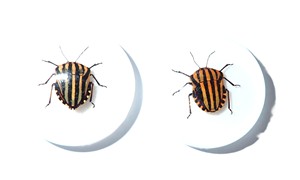 Cabujón de Plástico con Espécimen Real de Insecto Rayado, Redondo, 25x25 mm, Base Plana Blanca para Manualidades y Joyería - Product Image 4
