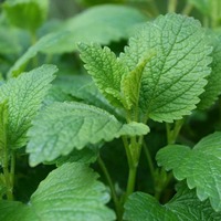 Feuilles de Mélisse Séchées de Qualité Supérieure pour la Relaxation, le Soulagement du Stress, le Soutien Digestif et le Bien-être du Sommeil – Disponible à la Vente