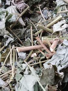 Venta al por mayor de hoja de Urena Lobata (Caesarweed) seca de Vietnam y yute seco de Congo - Product Image 3