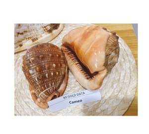 Conchas de mar hermosas naturales de concha Turbo verde pulida de Vietnam para proyectos de arte hechos a mano y pedidos al por mayor - Product Image 2