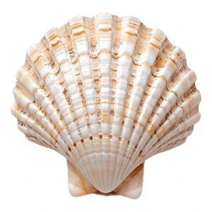 เปลือกหอยเชลล์หลากหลายแบบสำหรับงาน DIY และการจัดดอกไม้ - Product Image 4