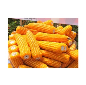 ข้าวโพดสีเหลือง ผลิตภัณฑ์จากประเทศไทย - Product Image 4