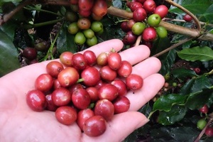 100% Mix Arábica Coffees Classic Ground Coffee High Toast con alta calidad para que el cliente haga café instantáneo de Vietnam - Product Image 5