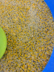 Vente en gros de pulpe de fruit de la passion congelée vietnamienne pour applications commerciales - Product Image 6