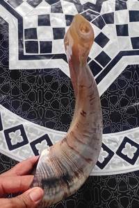 Shofar en corne de bélier Kudu, shofar en corne de bélier poli, shofar artisanal naturel, instrument en corne de bélier, shofar en corne de Kudu, shofar juif - Product Image 2