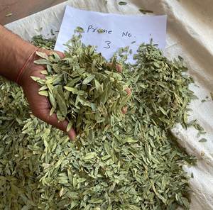 Hojas Secas de Senna de Grado Alimenticio de Alta Calidad, Exportadores al por Mayor, Aumentan el Metabolismo y la Energía, Precio Bajo - Product Image 6