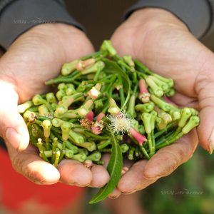 Aceite Esencial Natural Orgánico de Hoja de Clavo Rectificado al 70% (CL-170) Aroma Van - Product Image 1
