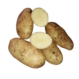 Patatas Frescas Redondas Amarillas 50-200g E7D54TZ Marca Vegetales Suministro a Granel 25kg Maduración 100 Exportadas a Todo el Mundo - Product Image 3