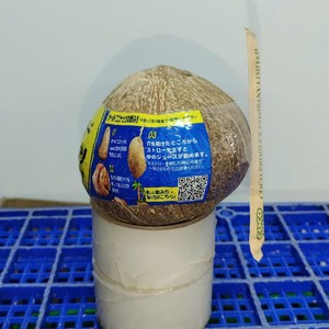 Noix de coco semi-décortiquée en vrac d'origine vietnamienne pour applications alimentaires haut de gamme – Fruits tropicaux frais et mûrs, article de première qualité - Product Image 2