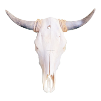 Longue Corne Vache Crânes Tenture Murale Longhorn Steer Ox Corne Squelette Tenture Murale Buffalo Corne Décorations Creative Halloween Cadeaux