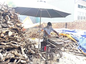 TAKIMEX Jouet à mâcher écologique en bois de café naturel pour chiens fabriqué par un spécialiste des bâtons à mâcher pour animaux de compagnie - Product Image 2