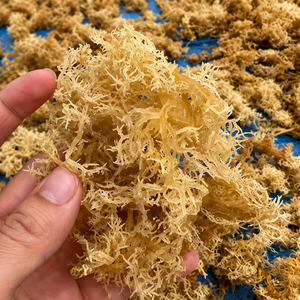 Wholesale <b>Dried</b> Eucheuma Cottonii Seaweed/ Sea <b>Moss</b> From Vietnam / Ms. Alina - Product Image 6