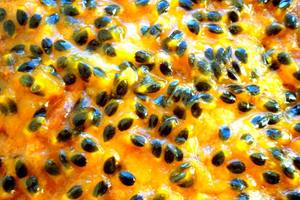 Poudre de fruit de la passion de qualité supérieure – Saveur riche et vitamine C, couleur naturelle // Mr.Tom - Product Image 5