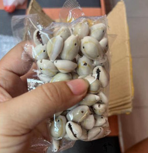 เปลือกหอยธรรมชาติหลากสี Cypraea Caputserpentis ขายส่งจำนวนมาก กำลังเป็นที่นิยม สำหรับของขวัญ ตกแต่งบ้าน ปี 2026 เวียดนาม - Product Image 3