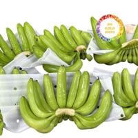 VOORDELIGE AANBIEDING Hoge Kwaliteit Verse Cavendish Plantain Bananen Uit Vietnam Tropisch Fruit Op Voorraad Groothandel Concurrerende Prijs