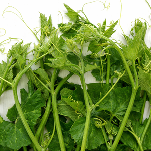 Hojas de Calabaza Congeladas Naturales Puras, Vegetal Verde a Base de Plantas, Alimento de Etiqueta Limpia para Exportación/ Sra. Alina - Product Image 5