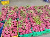 Verse Export Kwaliteit Dragon Fruit Van Vietnam Witte Pulp Groene Huid Zoet En Knapperig Ideaal Voor Retail En Foodservice