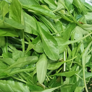 Graines de spinaise stabilisées pour semis mécaniques et systèmes de production agricole à grande échelle pour l'agriculture moderne - Product Image 5